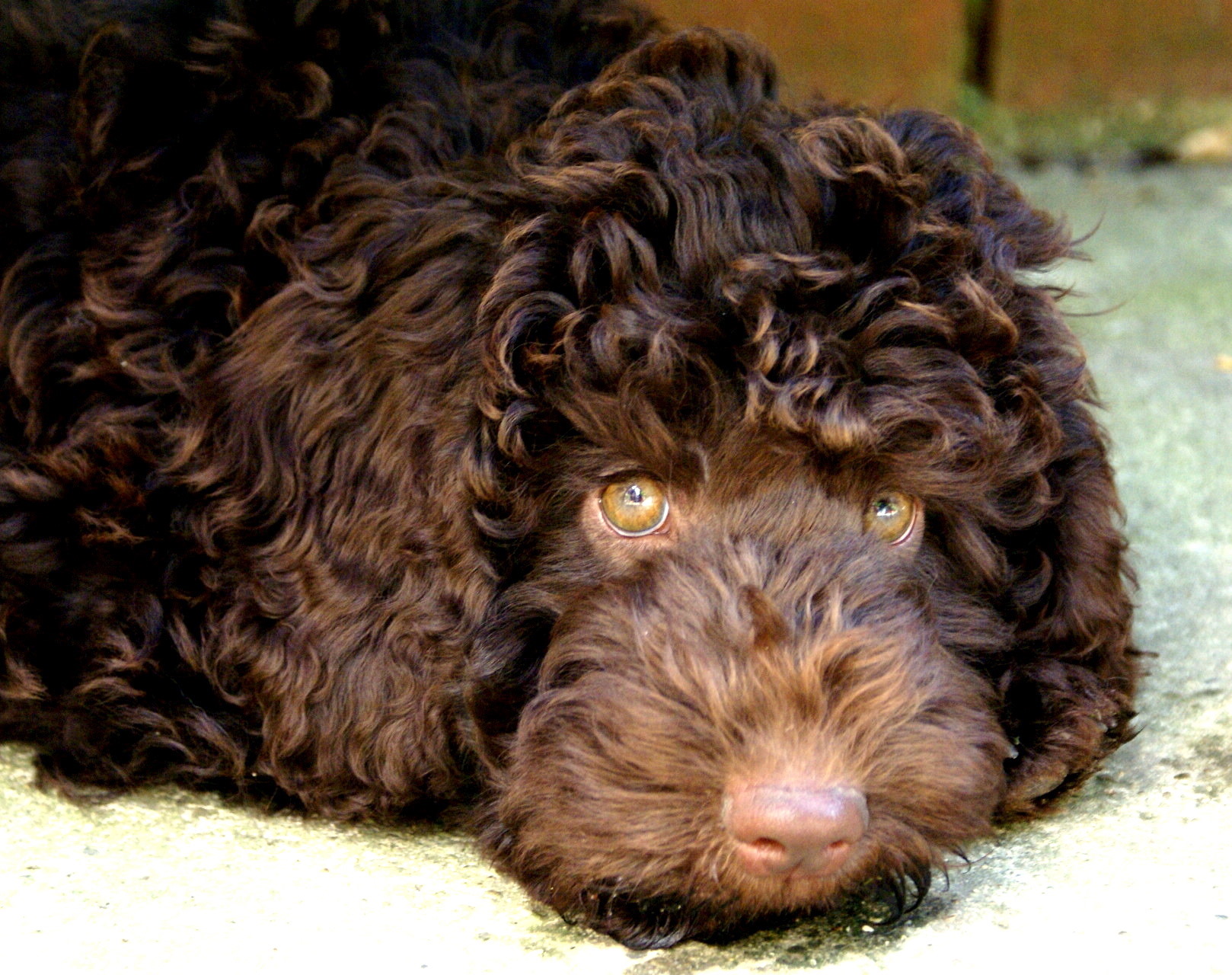 australian labradoodle